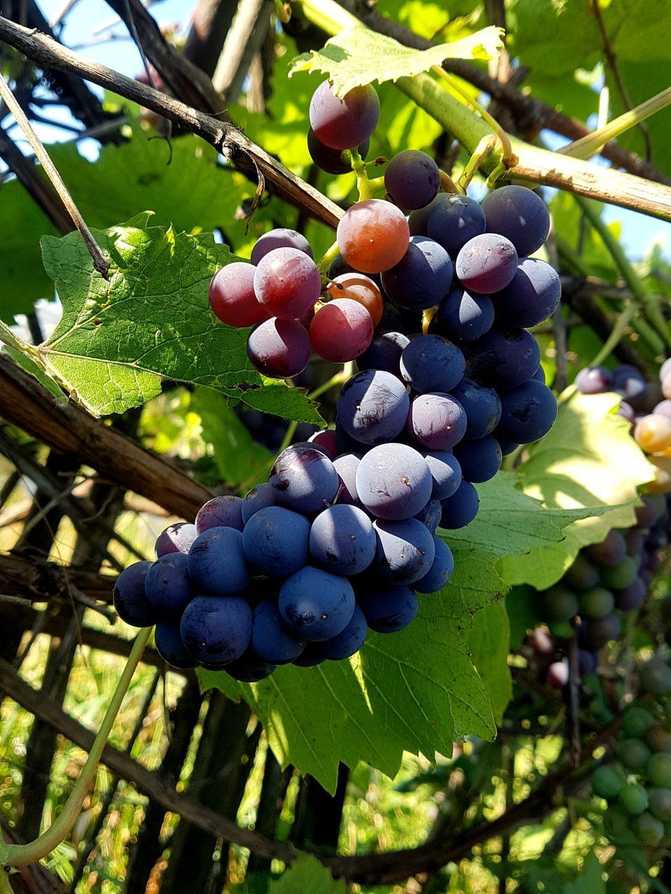 CLOSE-UP OF GRAPES GROWING ON VINEYARD