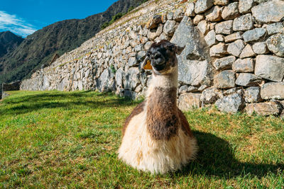 Llama resting on meadow in machu picchu