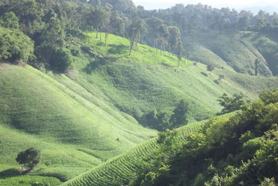 High angle view of trees on landscape