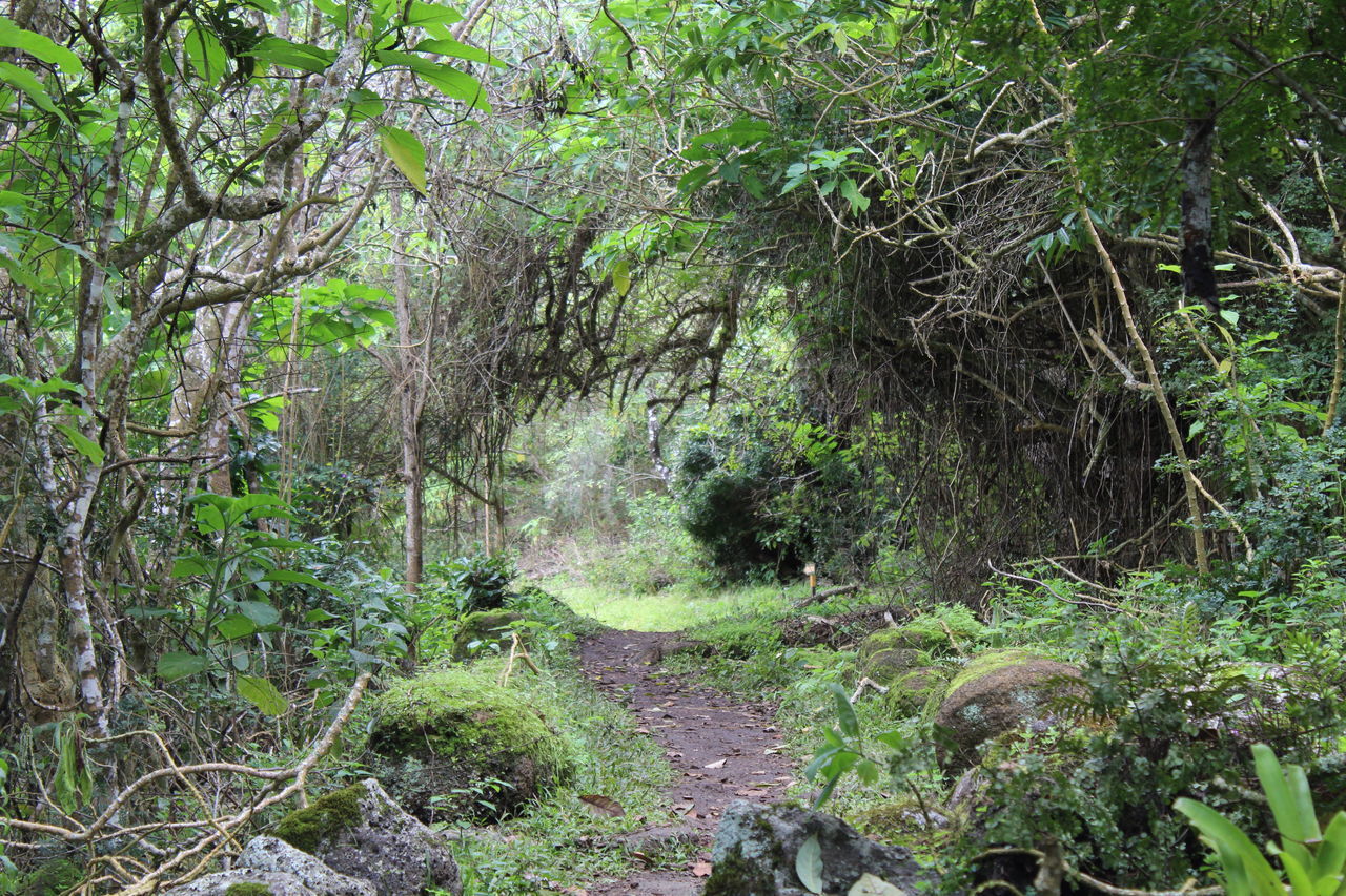 TREES AND PLANTS GROWING IN FOREST