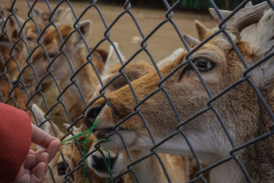 Close-up of hand feeding behind fence in zoo