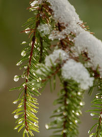 Close-up of pine tree during winter