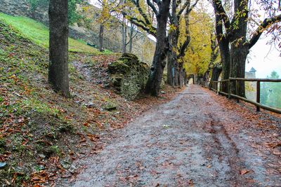 Road amidst trees in forest during autumn