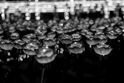 Close-up of flowering plants at night