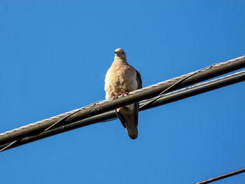 Low angle view of bird perching on branch against blue sky
