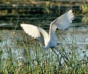 White heron on grass by lake