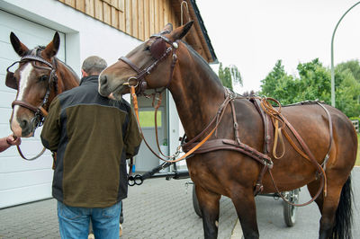 Man standing on horse cart