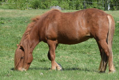 animal