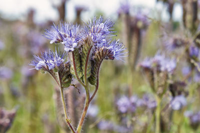 Close-up of purple thistle flowers on field