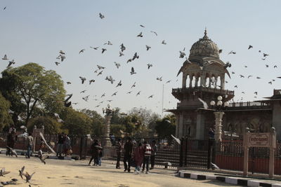 Flock of birds flying in town square