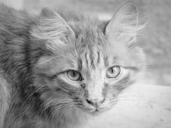 Close-up portrait of cat