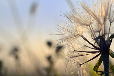 Close-up of flowering plant against sky