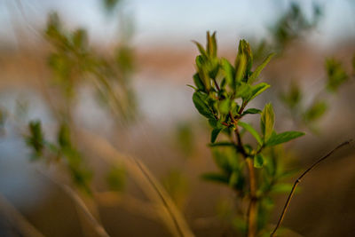 Close-up of flowering plant