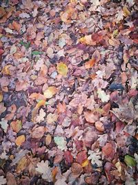 Close-up of fallen maple leaves