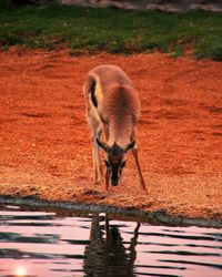 Horse drinking water at lake