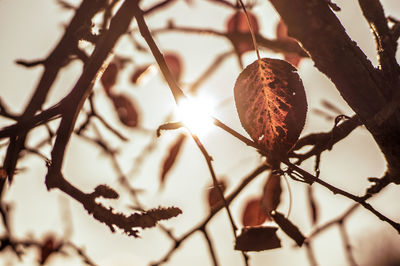 Close-up of tree against sky