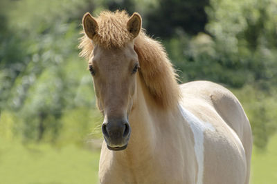 Close-up of a horse