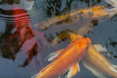 Fish swimming in sea