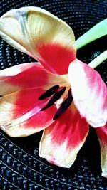 Close-up of pink flower