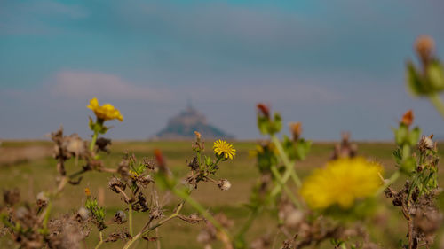 Close-up of yellow flowering plant on field against sky