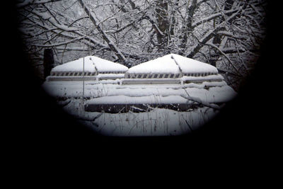 Close-up of snow covered tree