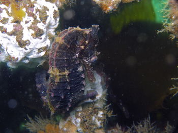 Close-up of fish swimming in sea