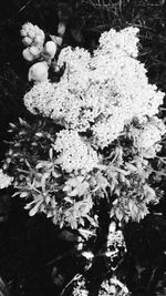 Close-up of flowers on plant