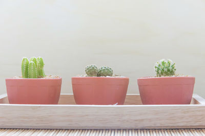 Close-up of potted plant on table