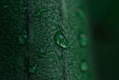 Close-up of lizard on tree trunk