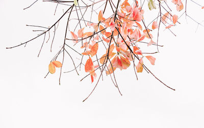 Close-up of dry leaves against white background