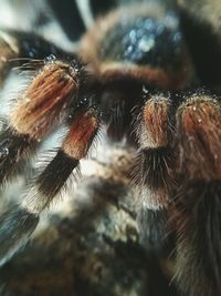 Close-up of spider