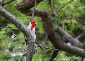 Bird perching on branch