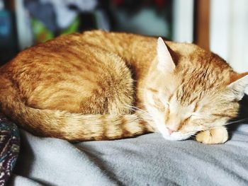 Close-up of cat sleeping