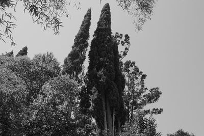 Low angle view of trees