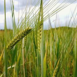 Close-up of wheat growing on field