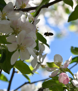 Close-up of bee on cherry blossom tree