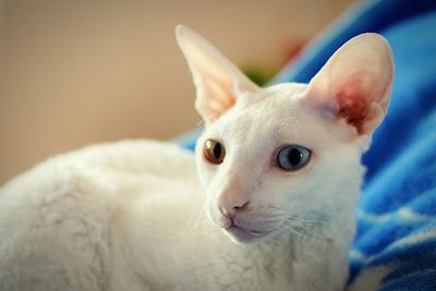 Close-up portrait of a white dog