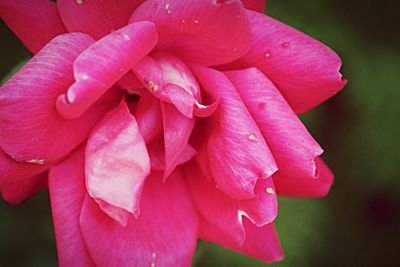 Close-up of pink flower blooming outdoors