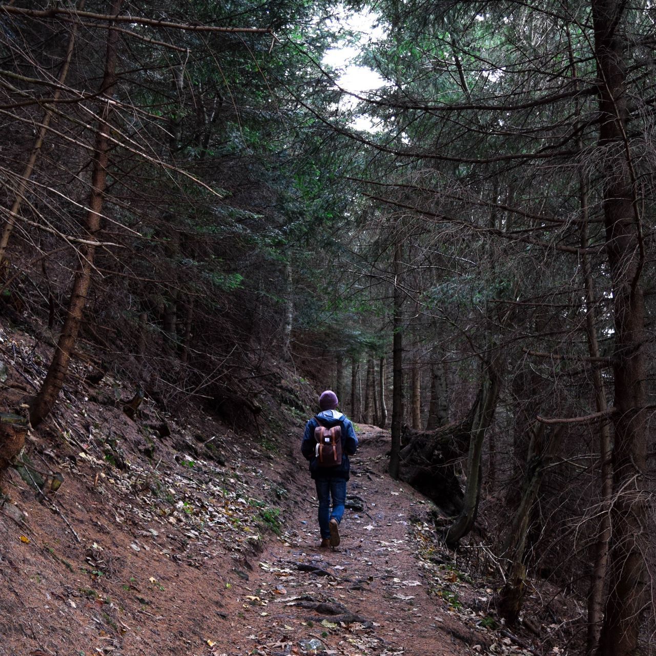 tree, full length, forest, rear view, lifestyles, leisure activity, the way forward, walking, men, hiking, casual clothing, nature, dirt road, tree trunk, tranquility, woodland, backpack, growth