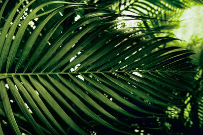 Full frame shot of palm tree