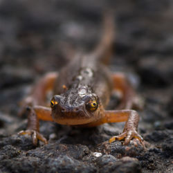 Close-up of frog on rock