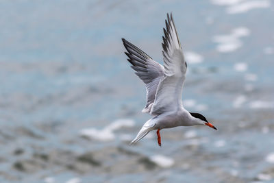 Seagull flying over sea