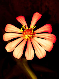 Close-up of red flower