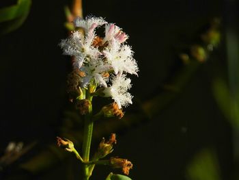 Close-up of flowers against blurred background