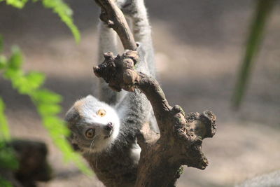 Close-up of a squirrel on tree