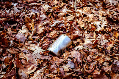 High angle view of shell on dry leaves