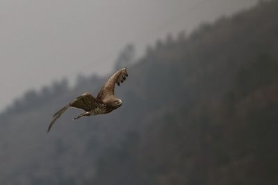 Low angle view of bird flying against sky