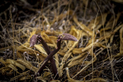 Close-up of mushroom growing on field