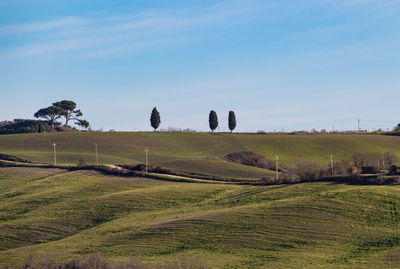 Scenic view of agricultural field against sky
