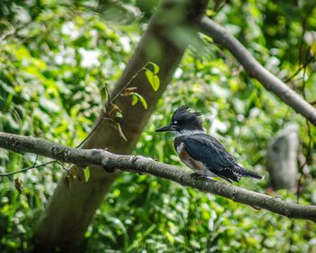 Close-up of bird perching on tree